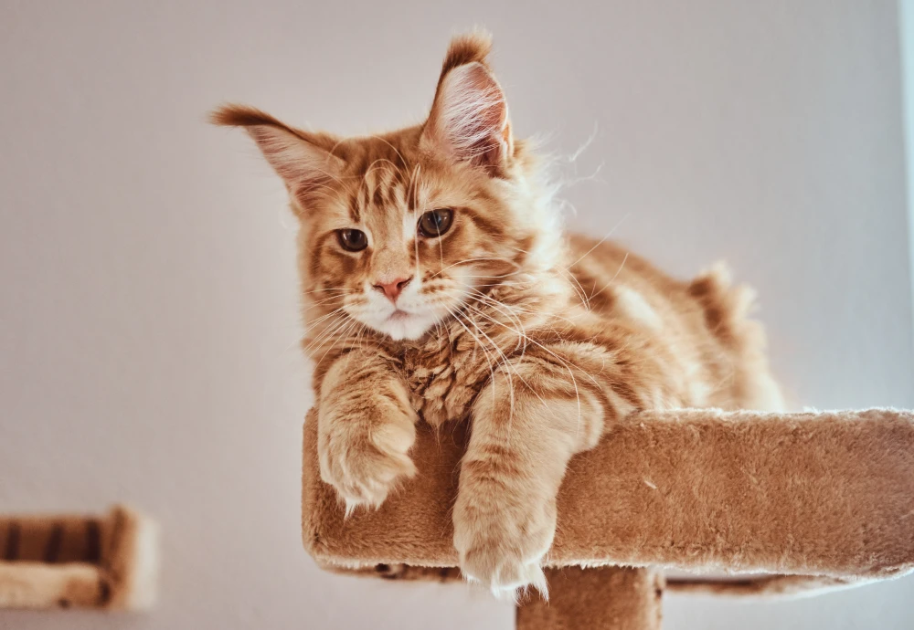 home pet camera
